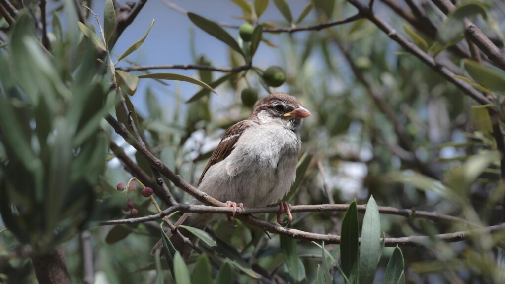 Bilder Top5 Olivenoel 1