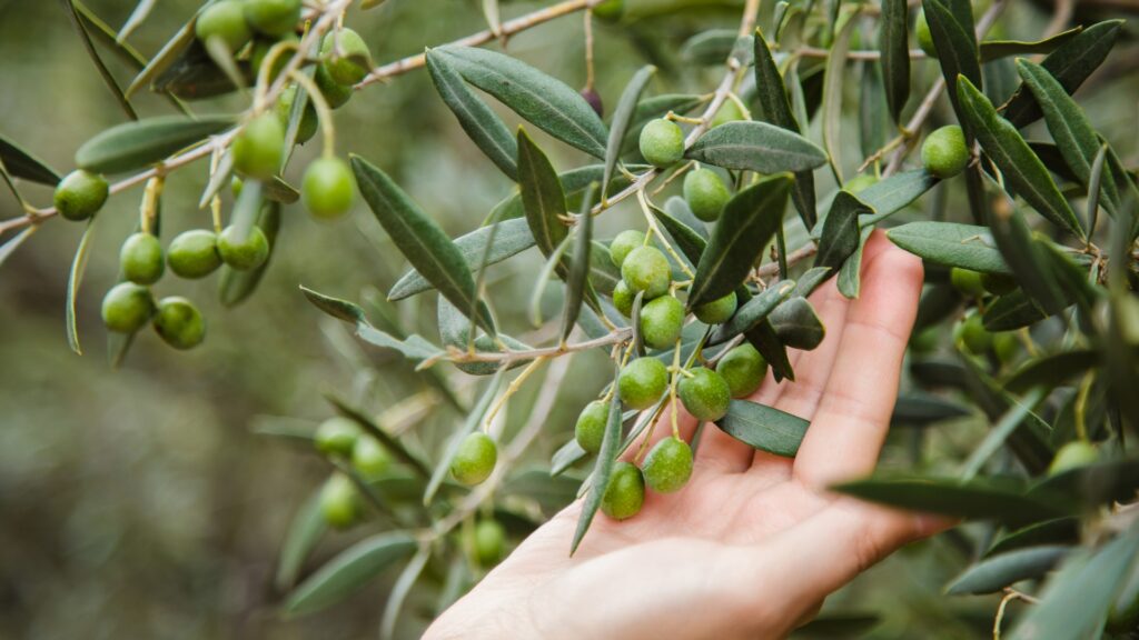 Bilder Top5 Olivenoel 3