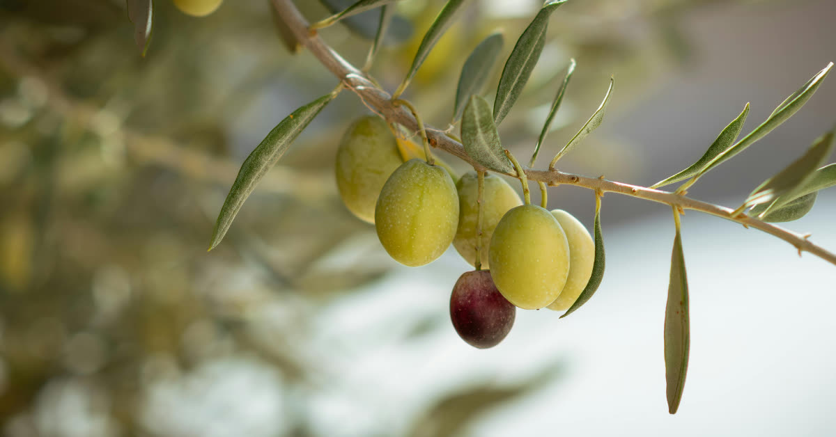 Gruene Oliven an einem Olivenzweig, deren Reifegrad den Polyphenolgehalt beeinflusst